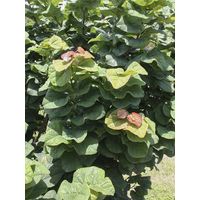 Gainier du Canada 'Little Woody' Pot de 3L/4L
