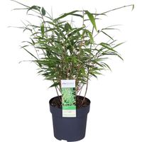 Bloomique - Fargesia rufa - Bambou non traçant - Persistant - Plantes de jardin - Rustique - 20-30 cm de haut - Pot 10 cm