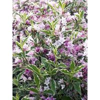 Weigela florida 'Nana Variegata' Pot de 2L/3L