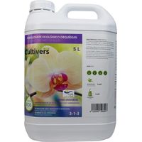 Kultiver kolischer Lychid Orchide 5 l