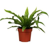 Asplenium Antiquum - Plante Verte d'Intérieur - Fougère Nid d'Oiseau - Ø12 cm - Hauteur 25 cm - PANGIVO