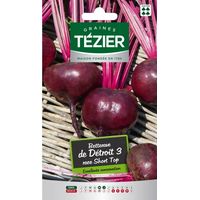 Tezier - Betterave de Détroit 3 race Short Top