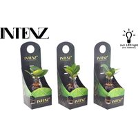 Clusia en verre avec LED, plante hydroponique d’intérieur, feuillage vert décoratif, 5 cm x 10 cm - PANGIVO