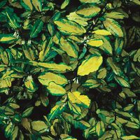Chalef piquant - Elaeagnus pungens 'Maculata' - 30-40 cm pot