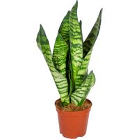 Bloomique - Sansevieria Zeylanica - Langue de belle-mère - Plantes d’intérieur - Dépolluante - Très facile à entretenir - 30-40 cm de haut - Pot 12 cm