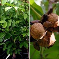 Planta de Nogal de Fruto Nuez. Juglans Regia. 150 Cm