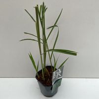 Miscanthus géant 30cm Pot 2L - Miscanthus × giganteus