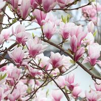 Magnolia soulangiana - 60-80 cm pot