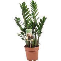 Zamioculcas Zamiifolia Plante d’Intérieur Feuillage Vert Brillant Pot 17 cm Hauteur 70 cm - PANGIVO