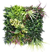 Jardin vertical belice c 50 x 50 cm