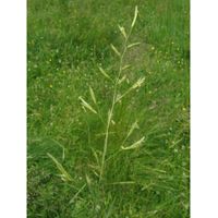 Fétuque des prés (Festuca pratensis) 20 kg PARDUS graines de graminées, graminée unique