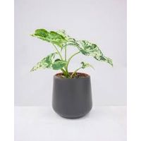 Syngonium MOTTLED plante en pot 12cm photos réelles
