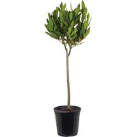 Bloomique - Laurus Nobilis - Laurier vrai sur tige - Plante de laurier - Plantes de jardin - Rustique - Hauteur 80-100 cm - Pot 21 cm
