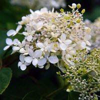 Pépinières Naudet – Hortensia grimpant 'Petiolaris' – Floraison blanche estivale – Feuillage caduc vert brillant – Rusticité jusqu'à -15°C – Parfumé
