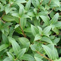 Osmanthe de Burkwood - Osmanthus burkwoodii - 30-50 cm pot