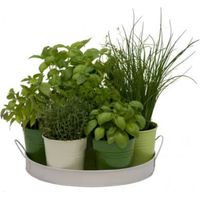 Plateau 7 herbes aromatiques – Basilic classique, basilic citron, ciboulette, coriandre, persil plat, persil frisé, thym – Diamètre 27 cm – Florex