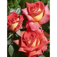 Rosier 'Parfum de Grasse ' Pot de 4L/5L