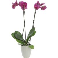 Orchidea Phalaenopsis Fucsia con Vaso in Ceramica Green Elegance - Piante Fiorite Vere da Interno - H 60-70 cm Vaso Ø 12 cm