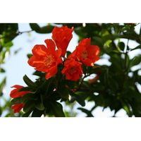 Planta de Punica Granatum. Granado