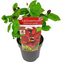 Sinocalycanthus 'Hartlage Wine' Arbuste Florifère Feuillage Vert Fleurs Rouge-Bordeaux Pot 19 cm Hauteur 50 cm - PANGIVO