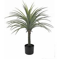 PLANTE YUCCA