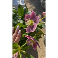 Hellébore d’Orient “Single” – Vivace élégante à fleur simple (pot 20) - Colore: Viola