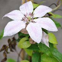 Clématite - Clematis 'Nelly Moser' - 50-60 cm pot