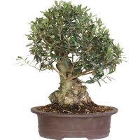 Bonsai di Olivo - Olea Europaea - Piante Vere da Frutto - H 50-60 cm Vaso Ø 35 cm