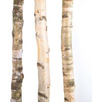 Tronco in Legno di Betulla Lunghezza 200 cm