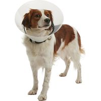 Kruuse Transparent Isabelto Necklace Buster Click, 25 cm, cani da 25 a 30 kg, 1 UD