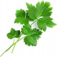 Veritable Lingote de perejil japonés Mitsuba BIO verde