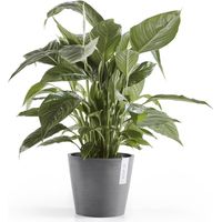 VASO AMSTERDAM 20x17,5CM GRIGIO