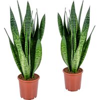 Bloomique - Lot de 2 - Sansevieria Zeylanica - Langue de belle-mère - Plantes d’intérieur - Dépolluantes - Très facile d’entretien - Hauteur 50-70 cm - Pot 17 cm