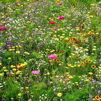 BARENBRUG Mélange apicole de l’est de la Belgique Annuel 3 kg de semences + d’aides aux semences