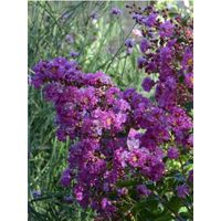 Lilas des Indes Violet D Ete® 'indyvio' Pot de 3L/4L