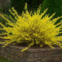 Pépinières Naudet – Forsythia 'Marée d'or' – Plante couvre-sol caduc – Fleurs jaunes au printemps – Résiste jusqu'à -15°C – Exposition plein soleil
