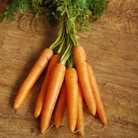 Graines de Carotte 3 Saisons de Carottes - Vilmorin/Présemée