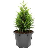 Garronda Pot de Pépinière Rond en Plastique Ø25 x 20 cm (7,5L) - Pot Semis Robuste avec Drainage Repiquage Pot de Fleur Exterieur Grande Taille et Culture de Conifères Serre Jardin GD-0205 Noir