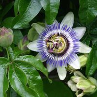 Passiflore bleue - Passiflora caerulea - 50-60 cm pot