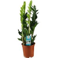 Zamioculcas Zamiifolia plante d’intérieur feuillage brillant pot 17 cm hauteur 65 cm - PANGIVO