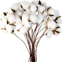 MINKUROW Ramo Di Cotone Steli Naturali Fattoria Fiori Secchi Ramoscelli Di Cotone Pianta Di Cotone Fiori Secchi Artificiali Per Vaso Decorazione Della Festa Nuziale (20 Pezzi)
