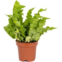 Bloomique - Asplenium Crispy Wave - Fougère nid d’oiseau - Plante d’intérieur - Dépolluante - 20-30 cm de haut - Pot 12 cm