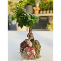 Vivaio Garden Forest – Bonsaï ficus ginseng kokedama – Racines aériennes – Substrat Akadama et mousse – Entretien facile pour intérieur lumineux
