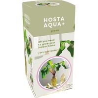Kit tout prêt Plante Hosta Aqua verte