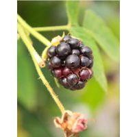 Mûrier 'Géante des Jardins' Pot de 2L/3L