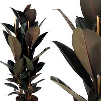 Planta Natural Ficus Robusta Abidjan. 90 Cm