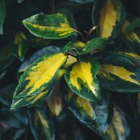 Chalef d'Ebbingei Limelight - Elaeagnus xebbingei Limelight en Pot 18L 100/120cm