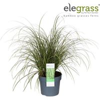 Laîche brune Variegata' 30/40cm Pot 19cm - Carex brunnea Variegata'
