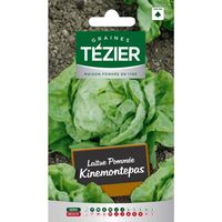 Tezier - Laitue Pommée Kinemontepas (G,N,)