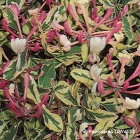 Chèvrefeuille panaché 'Harlequin' ® (Lonicera periclymenum 'Harlequin' ®)